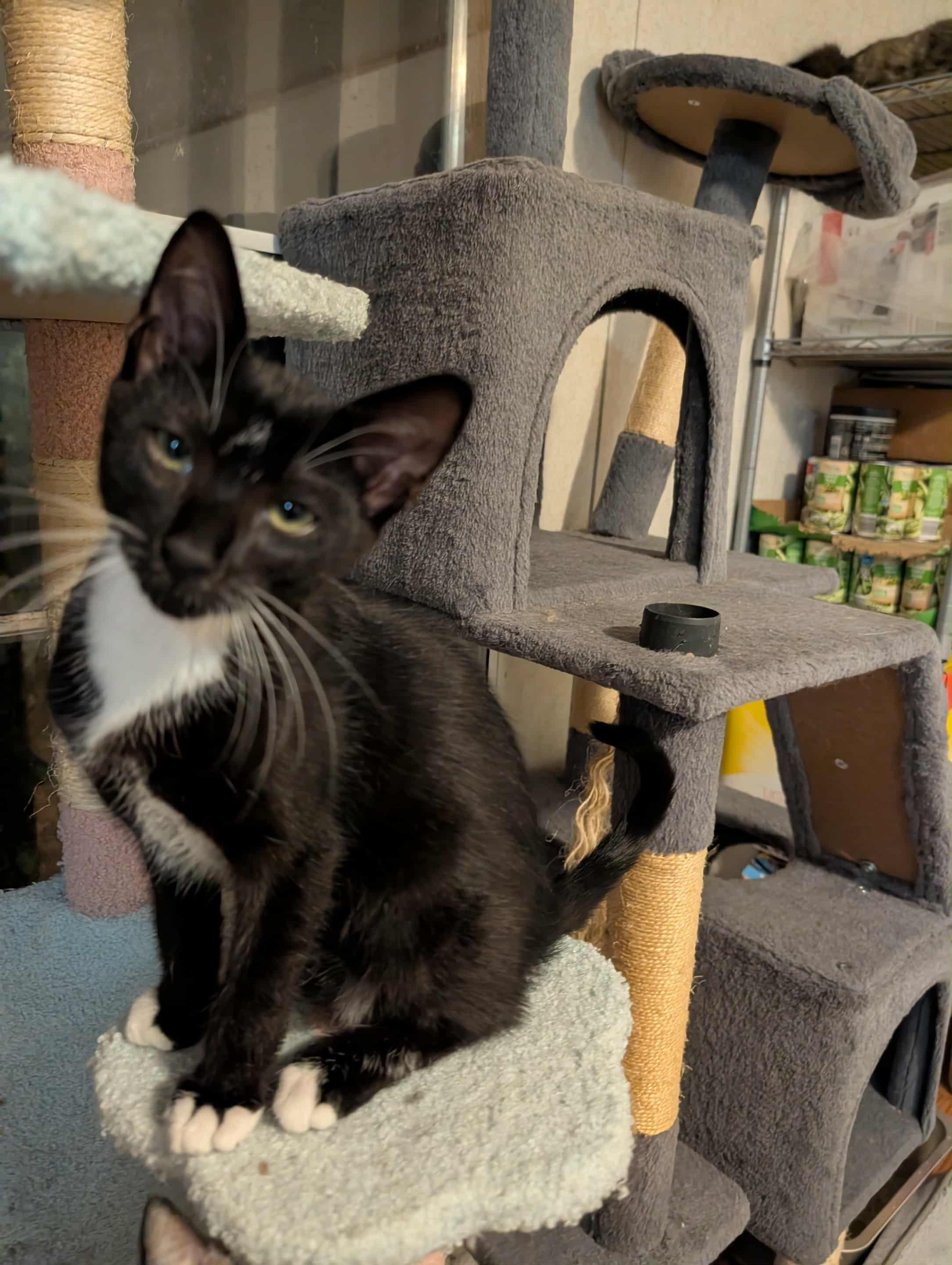 Enlarge Henry, a Adoptable Tuxedo in Granite Falls, NC image 2/6