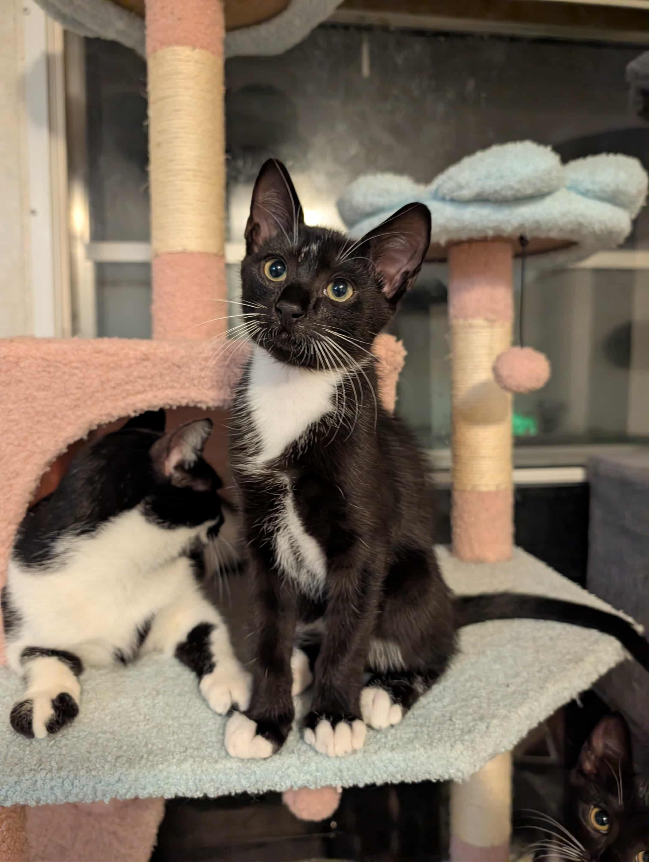 Enlarge Henry, a Adoptable Tuxedo in Granite Falls, NC image 3/6