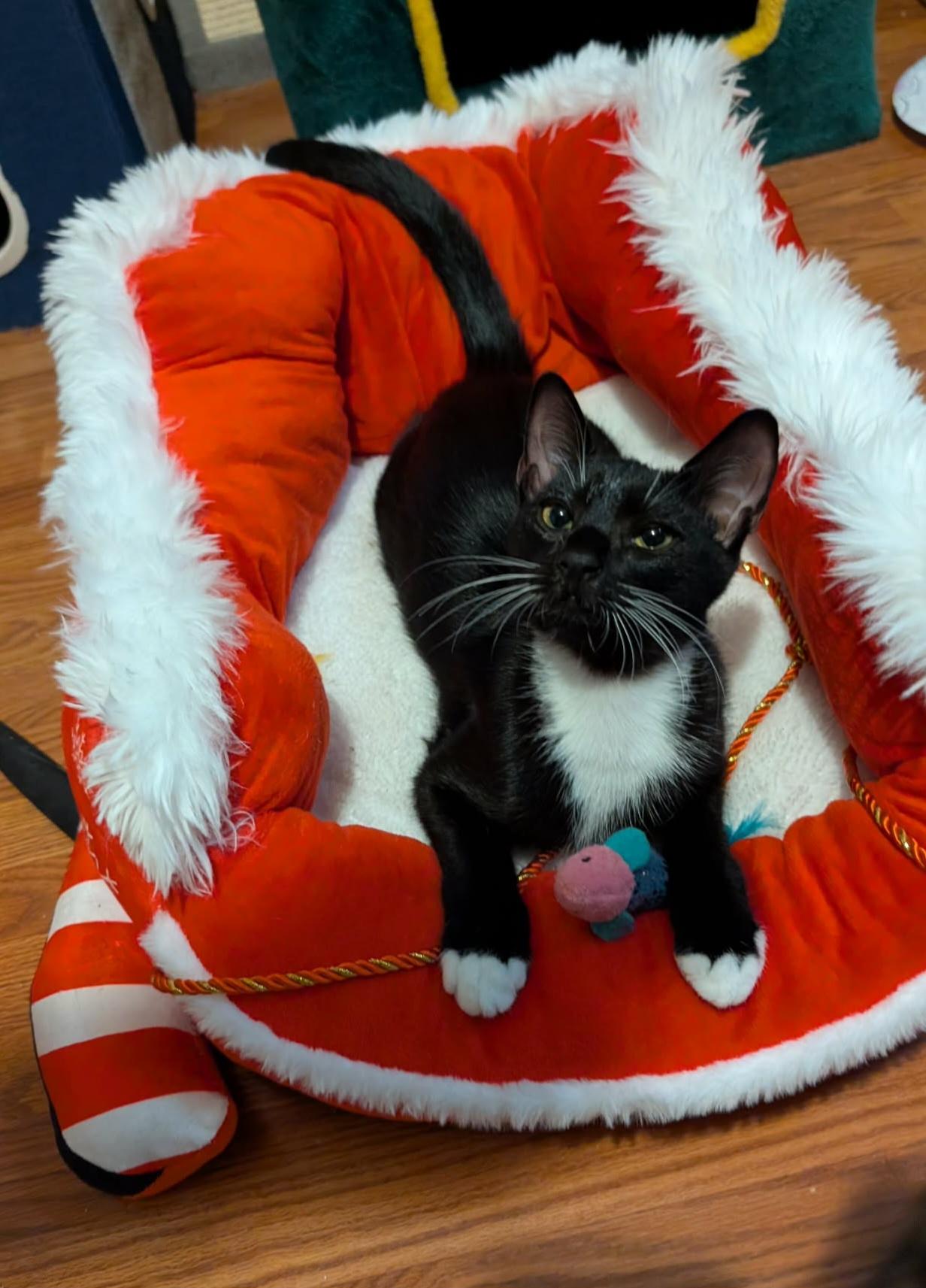 Enlarge Henry, a Adoptable Tuxedo in Granite Falls, NC image 5/6