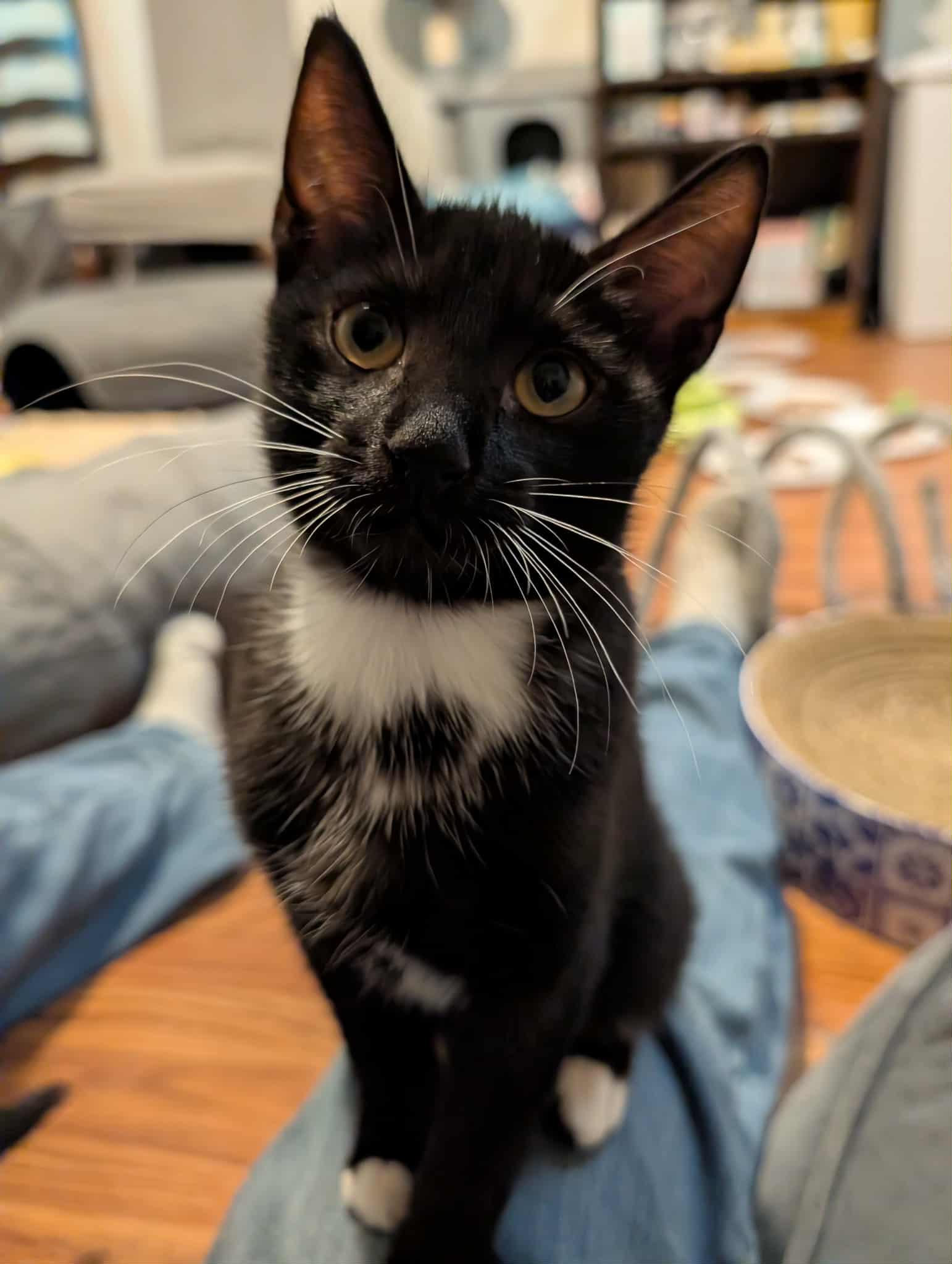 Enlarge Henry, a Adoptable Tuxedo in Granite Falls, NC image 6/6