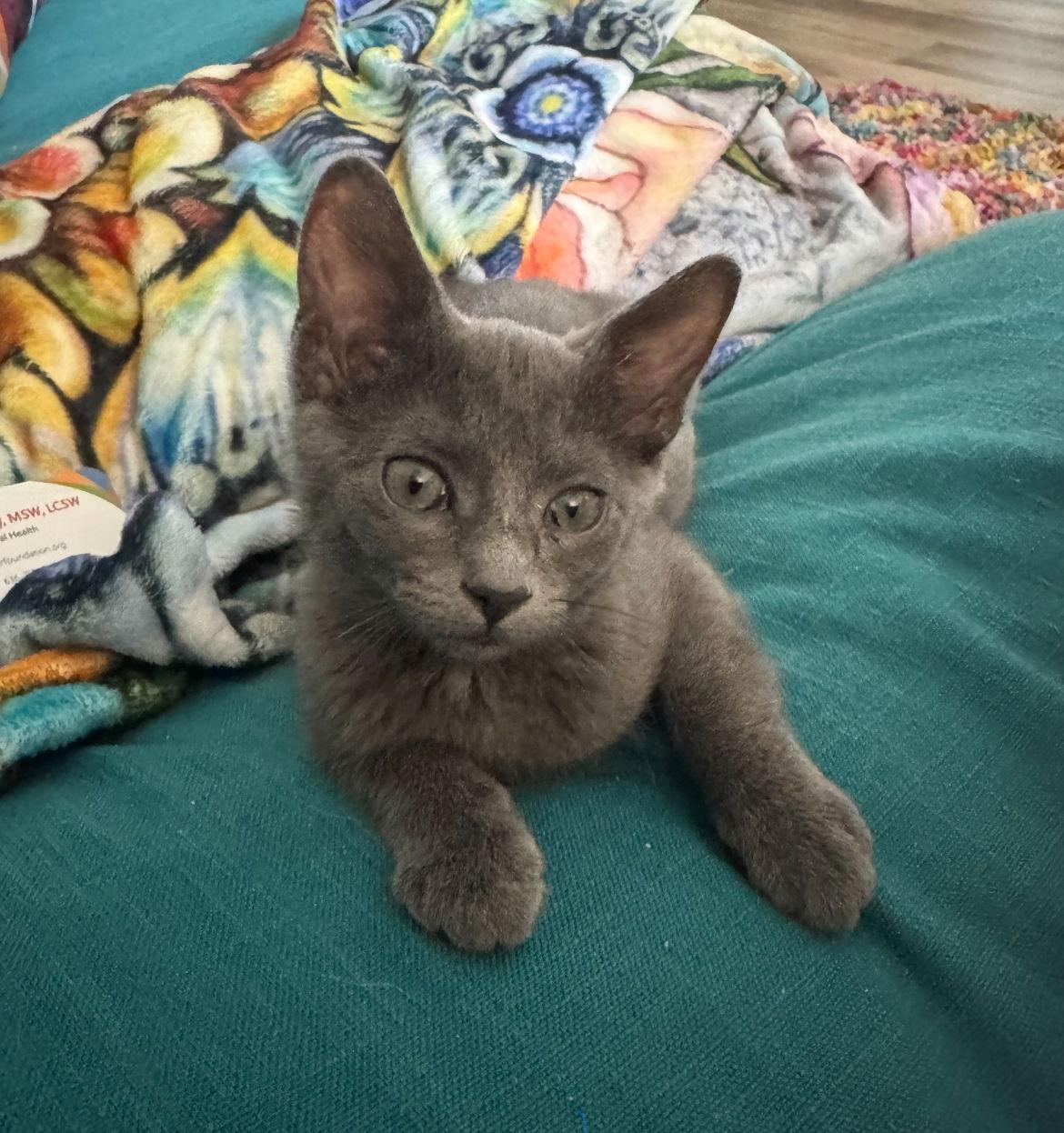 Aggie, Adopted, Kitten Female Domestic Short Hair.