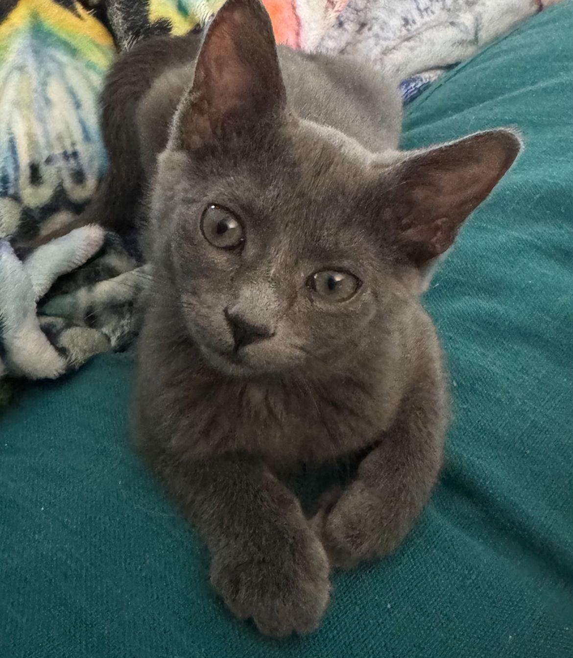 Aggie, a Adopted Domestic Short Hair in O'Fallon, MO image 2/2