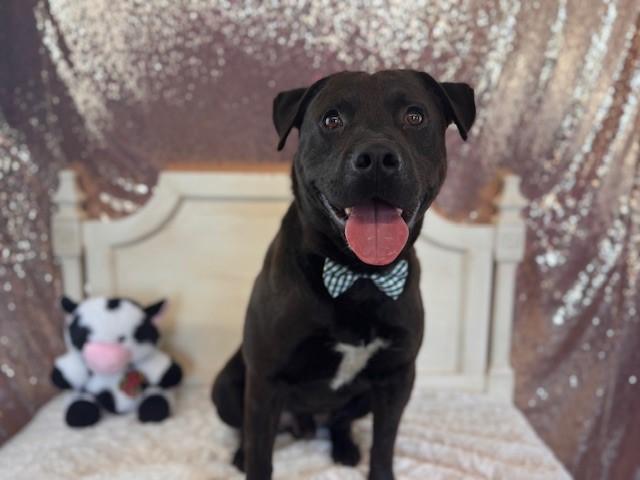 KOBIE, Adoptable, Adult Male Pit Bull Terrier & Labrador Retriever.