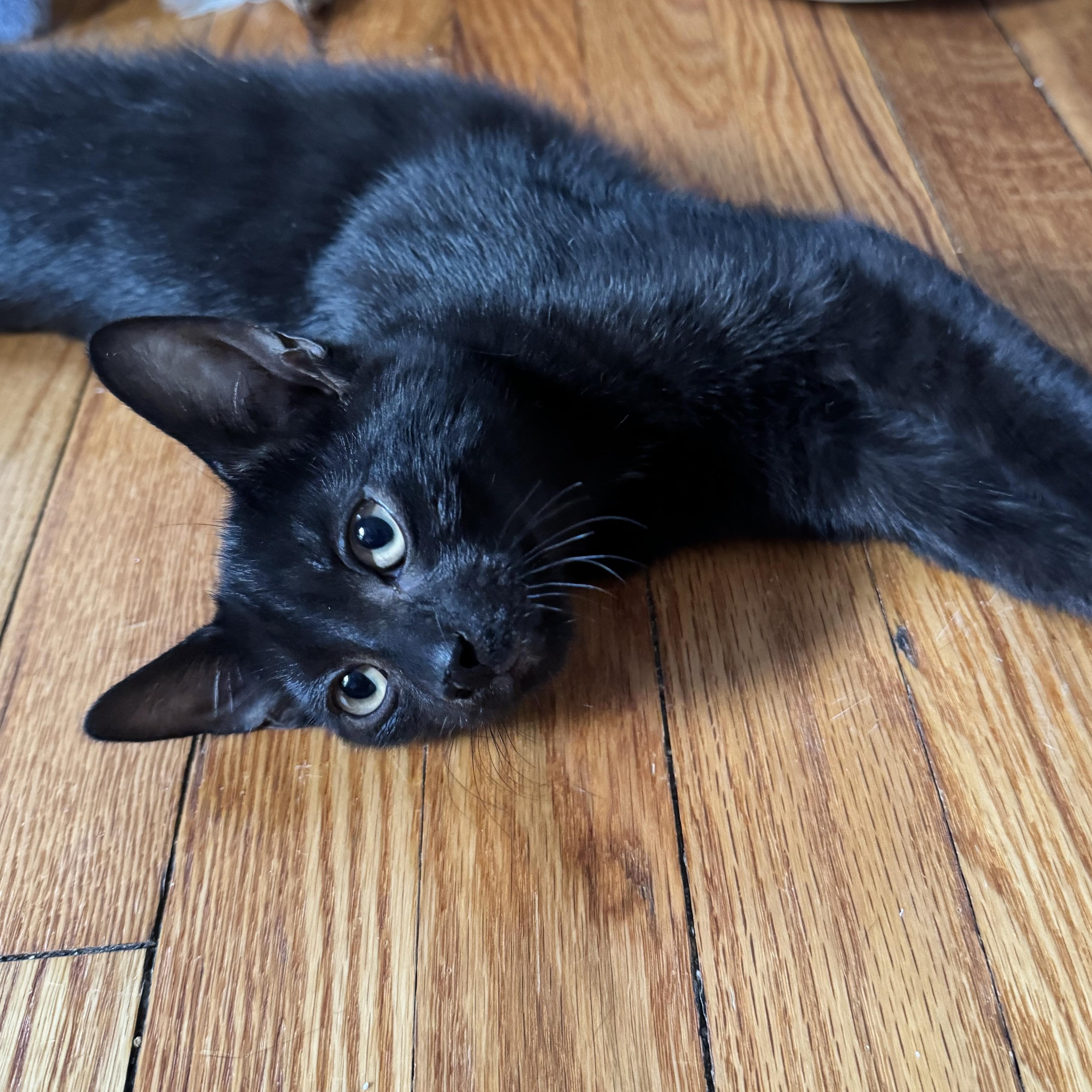 Quincy, Adoptable, Kitten Male American Shorthair.