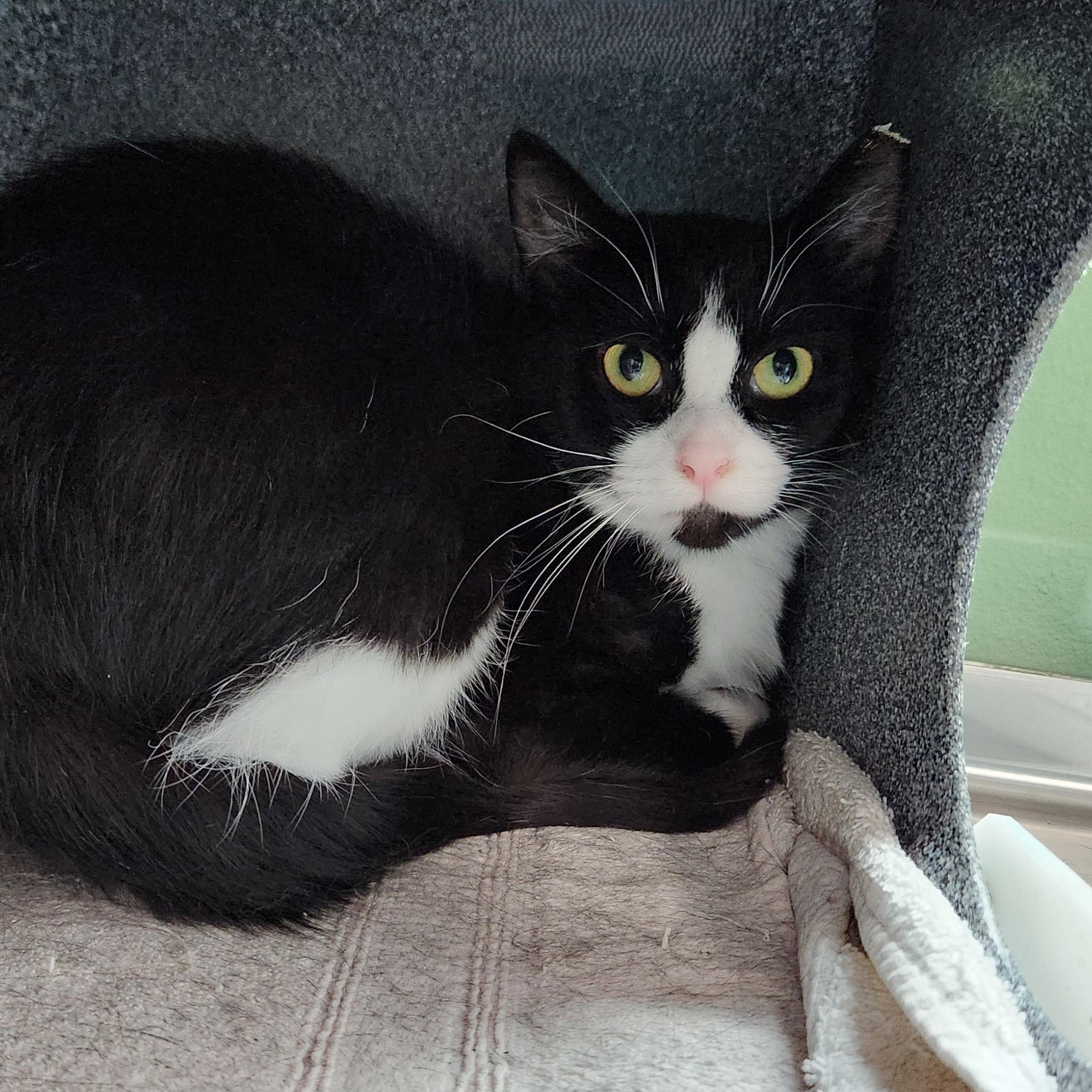 Maeve (working cat), adopted, Adult Female Domestic Short Hair.