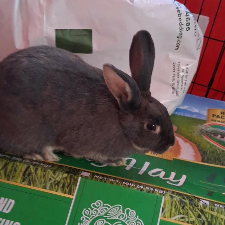 Coco - Home to Home photo