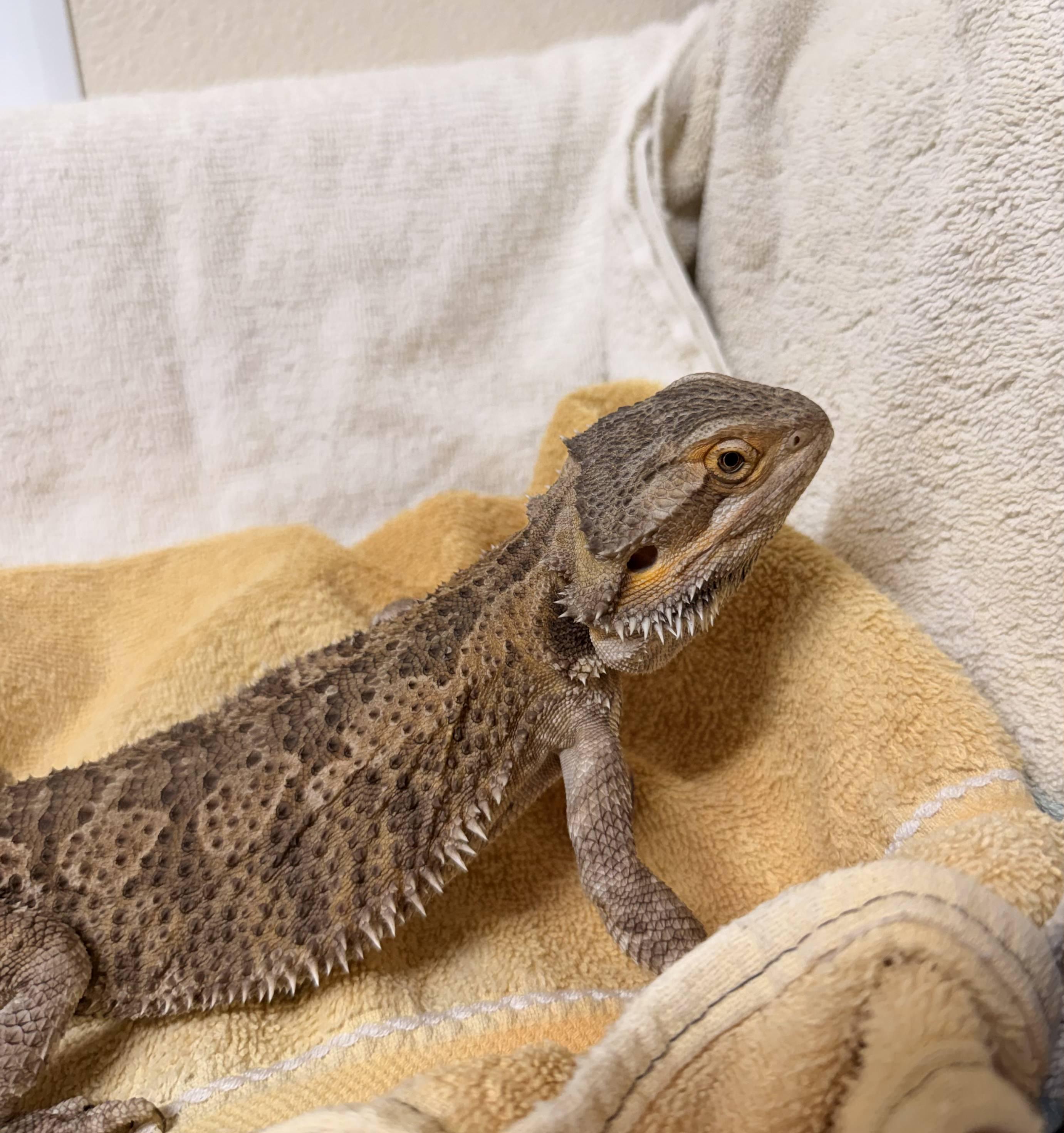 Bearded Dragon #3, adopted, Adult Unknown Bearded Dragon.