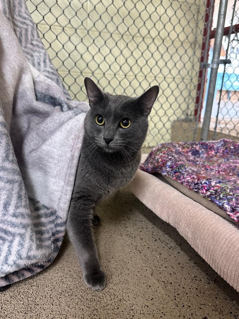 Beaux, Adoptable, Young Male Domestic Short Hair.