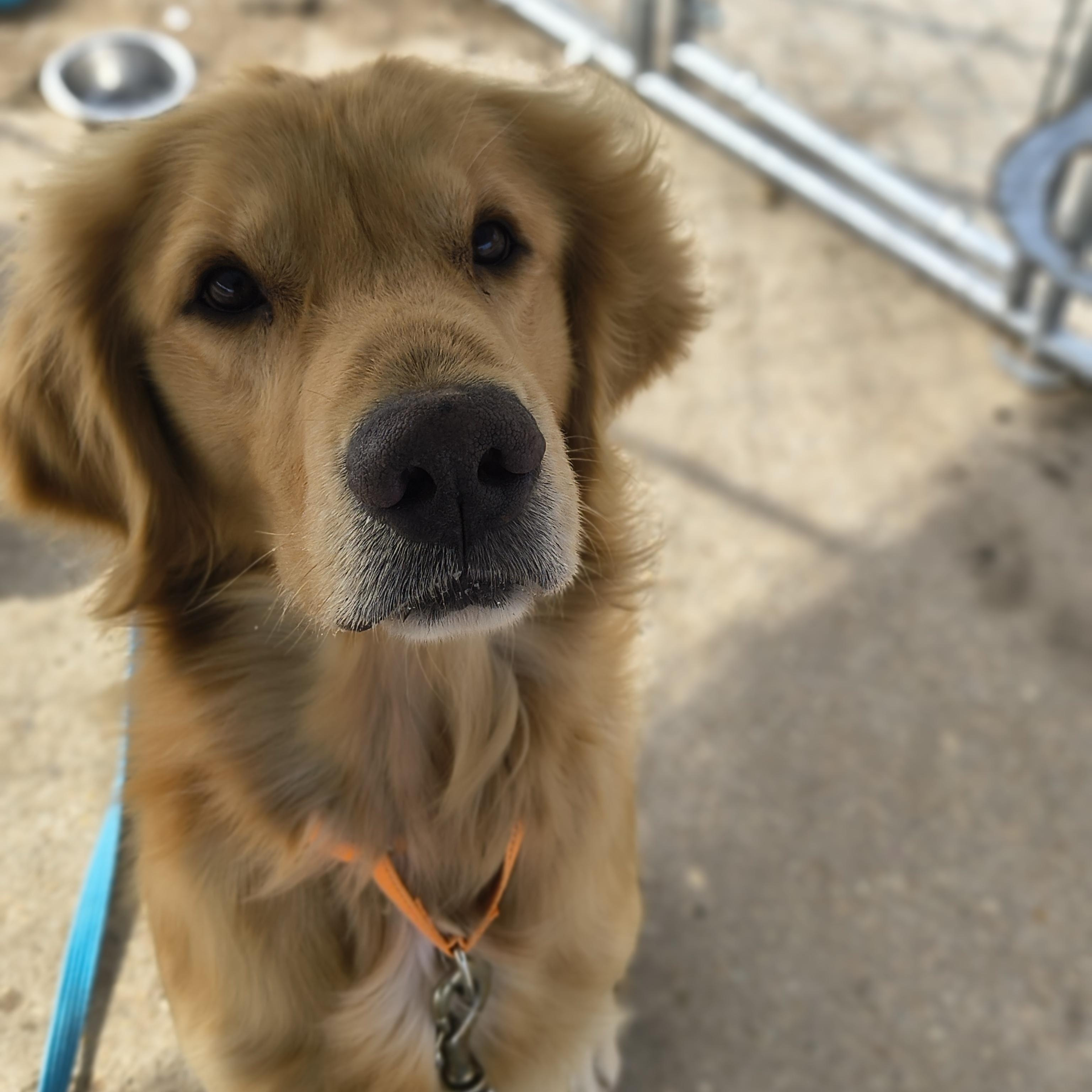Sam, an adopted Golden Retriever in Allentown, PA image 1/3