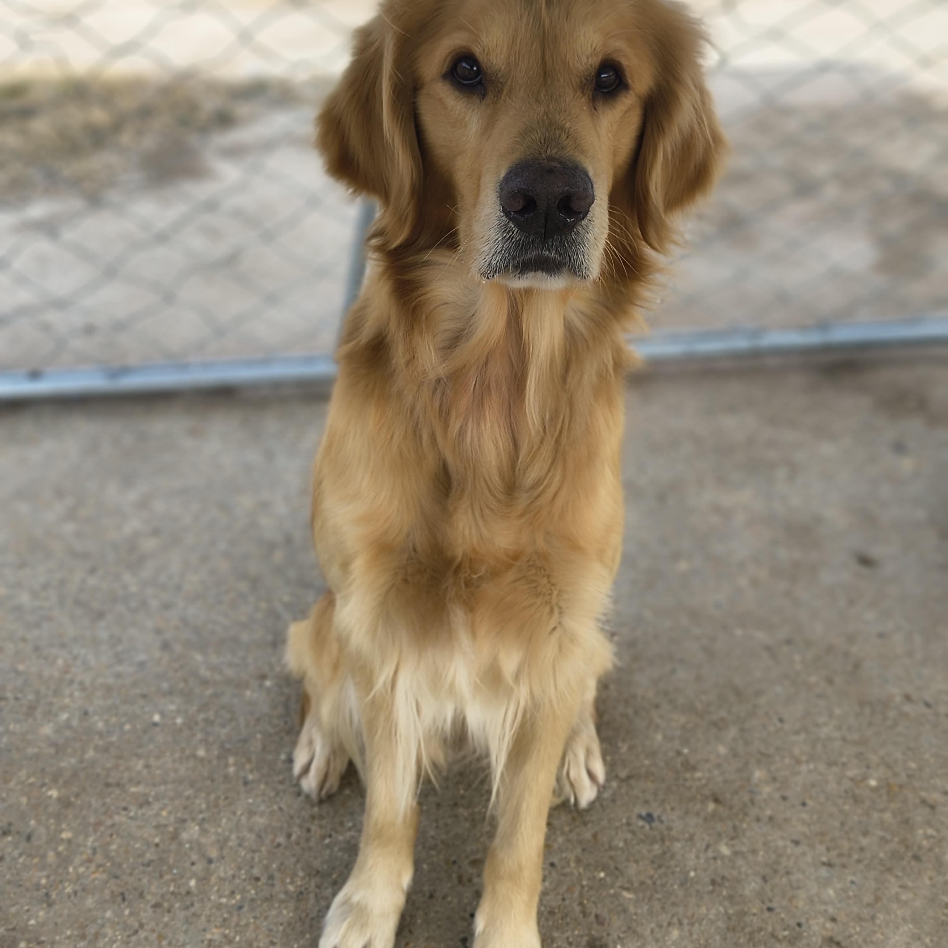 Sam, an adopted Golden Retriever in Allentown, PA image 2/3