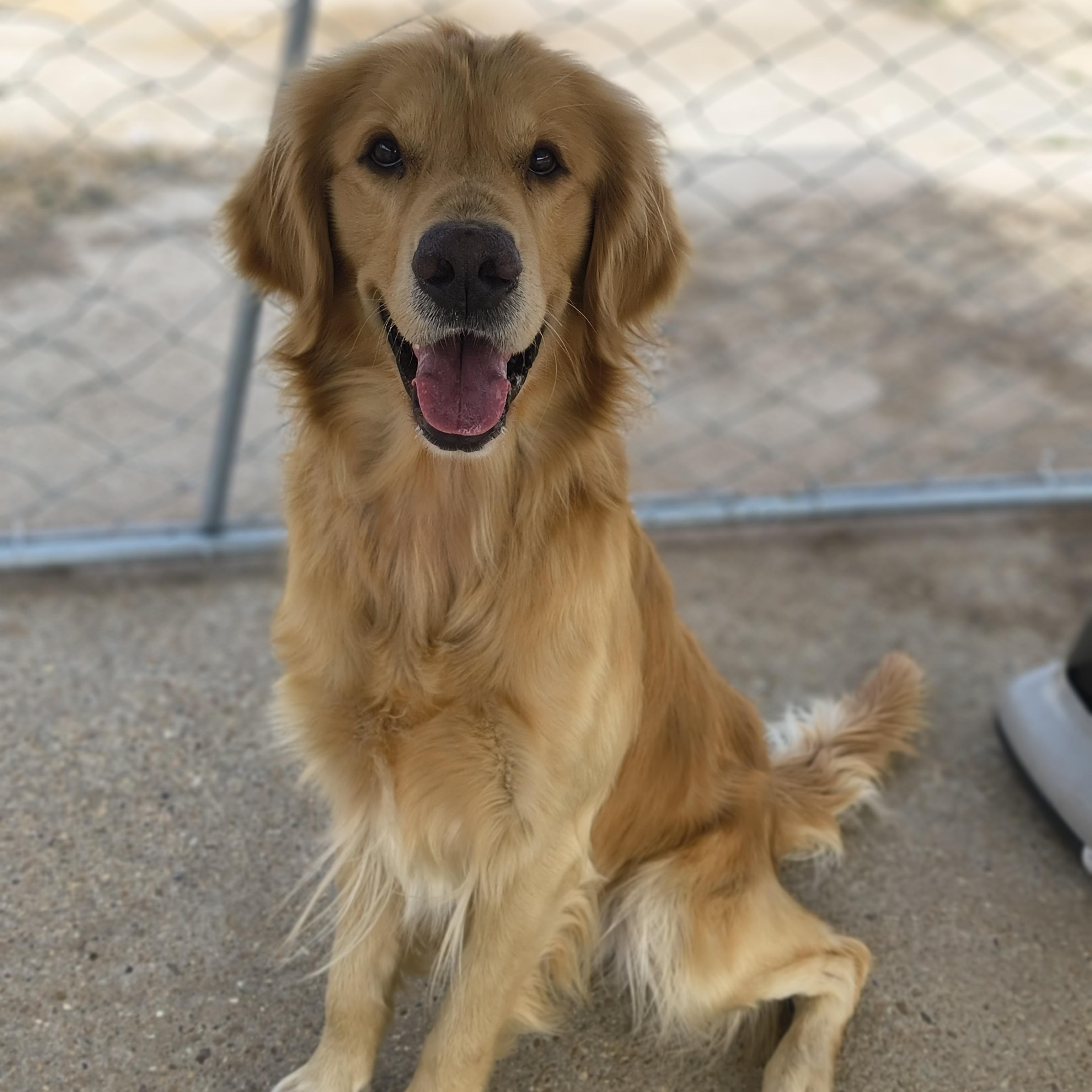 Sam, an adopted Golden Retriever in Allentown, PA image 3/3