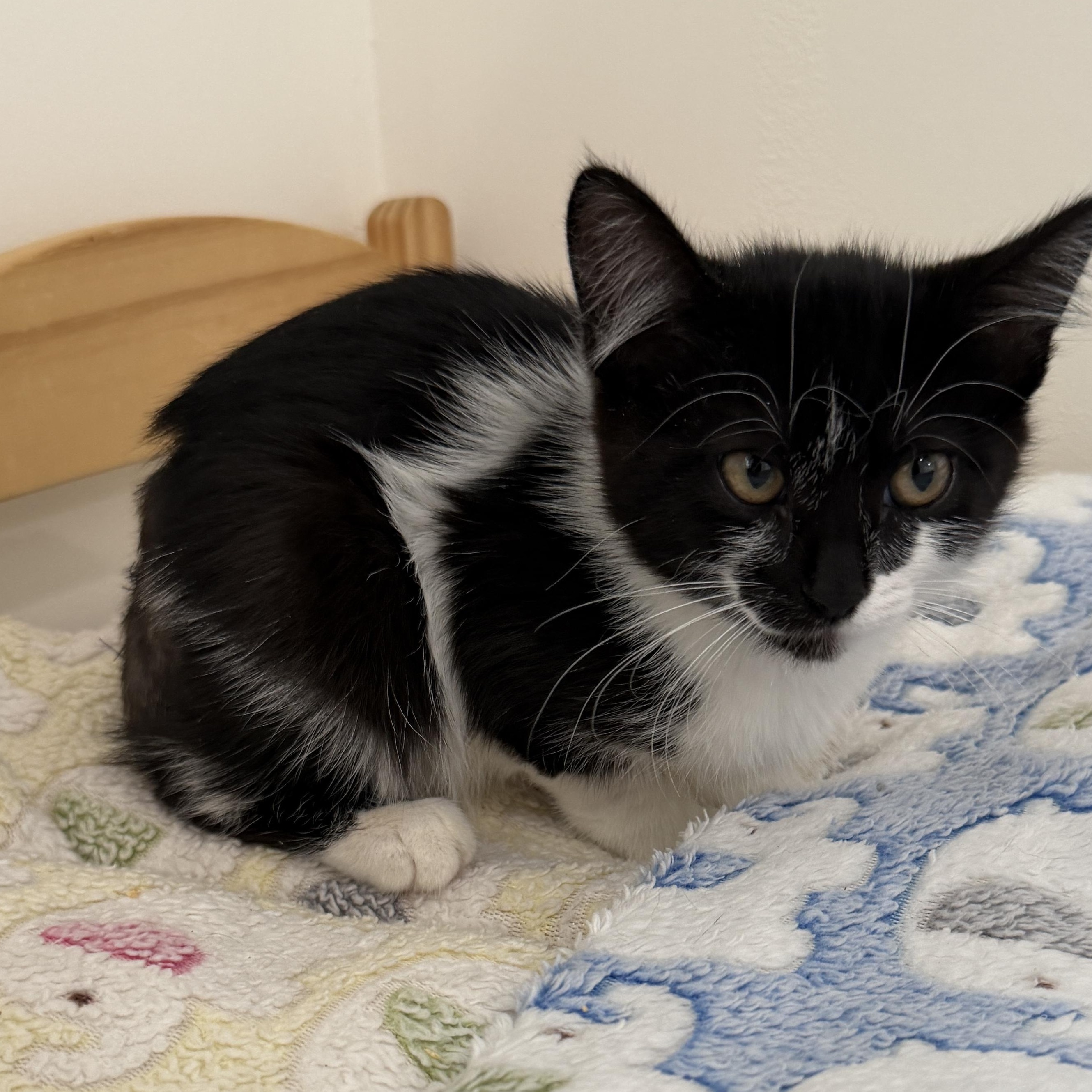 Enlarge Wynona, a ADOPTABLE Domestic Short Hair in Santa Monica, CA image 1/1
