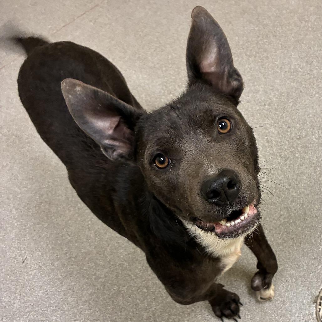 Pink, Adoptable, Adult Female Pit Bull Terrier & Mixed Breed.