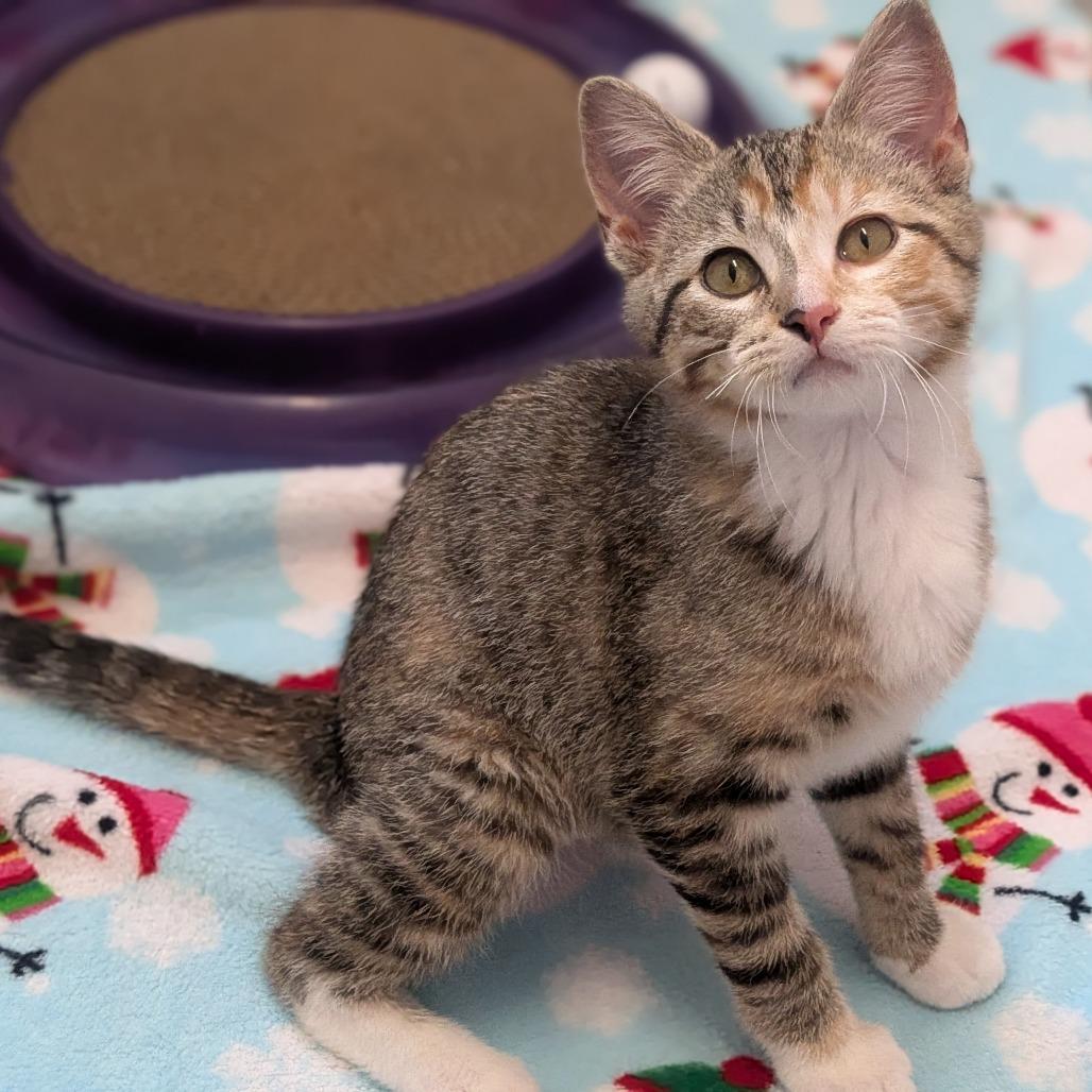 Enlarge Penny, a Adoptable Domestic Short Hair in Prairie du Chien, WI image 1/4