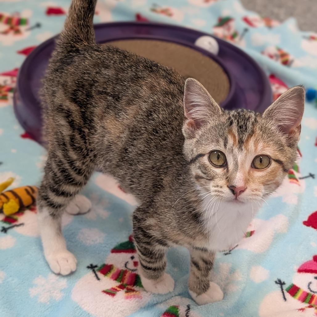 Enlarge Penny, a Adoptable Domestic Short Hair in Prairie du Chien, WI image 2/4
