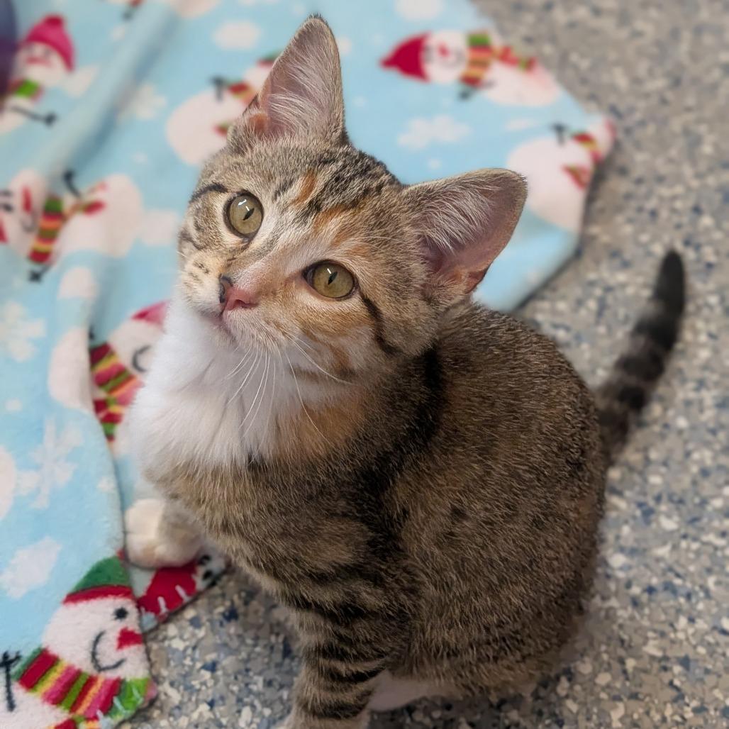 Enlarge Penny, a Adoptable Domestic Short Hair in Prairie du Chien, WI image 3/4