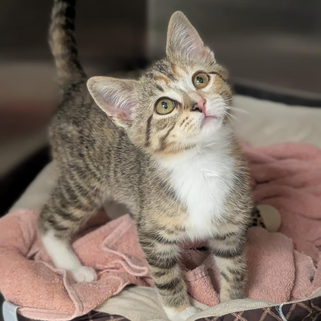 Enlarge Penny, a Adoptable Domestic Short Hair in Prairie du Chien, WI image 4/4