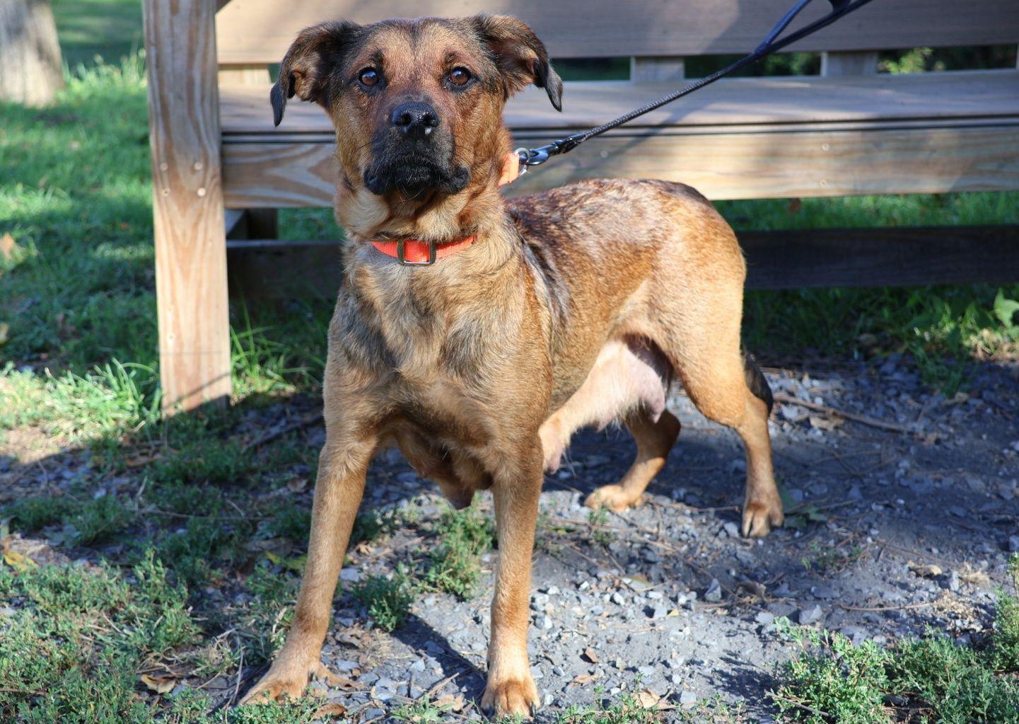 Rosie, Adoptable, Adult Female Shepherd.
