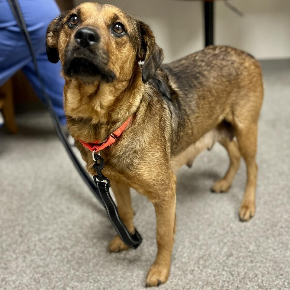 Rosie, Adoptable, Adult Female Shepherd.