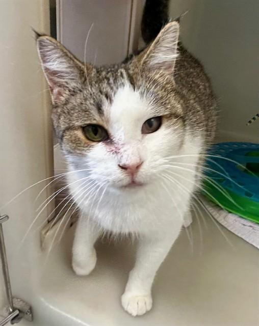 SAFFRON, Adoptable, Young Female Domestic Short Hair.