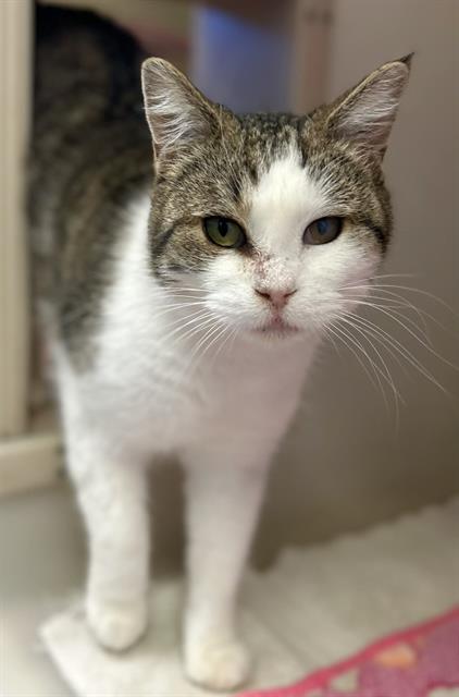 SAFFRON, Adoptable, Young Female Domestic Short Hair.