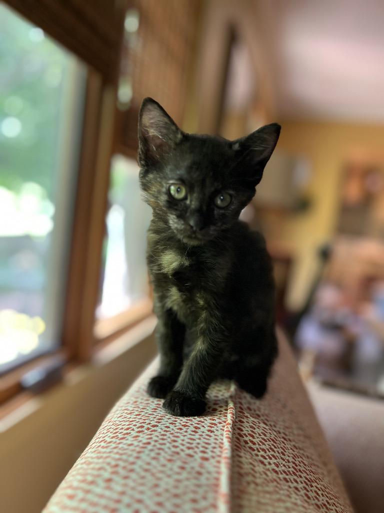 Zoey, Adopted, Kitten Female Domestic Short Hair.