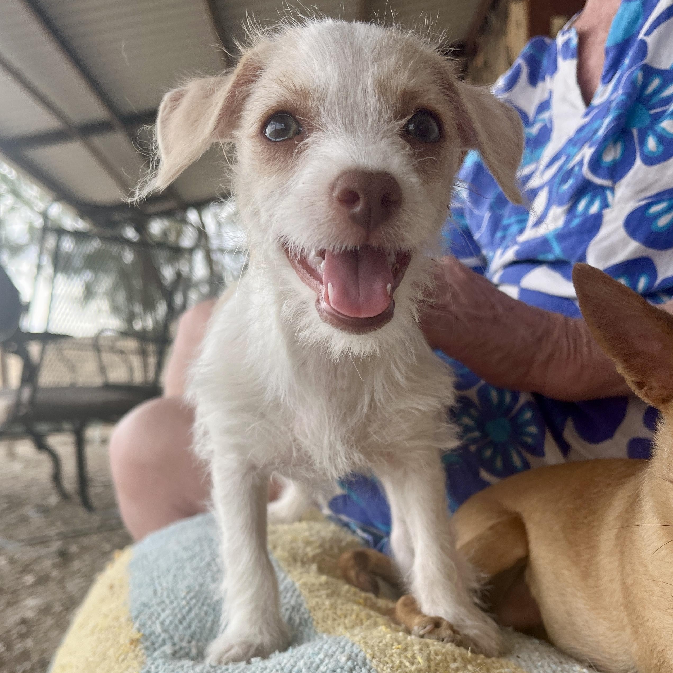 Enlarge Clover, a ADOPTABLE mixed breed in Marfa, TX image 2/6