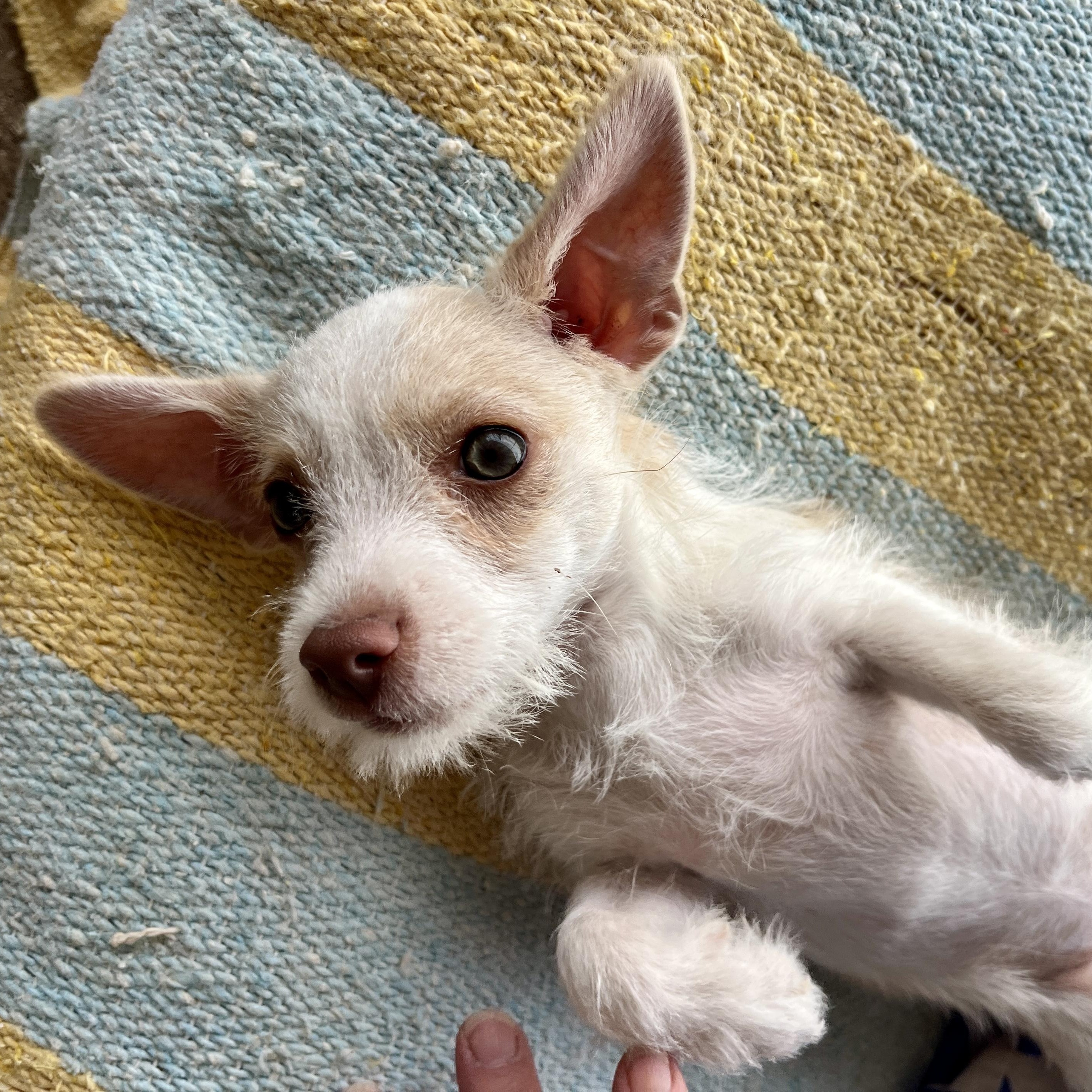 Enlarge Clover, a ADOPTABLE mixed breed in Marfa, TX image 5/6