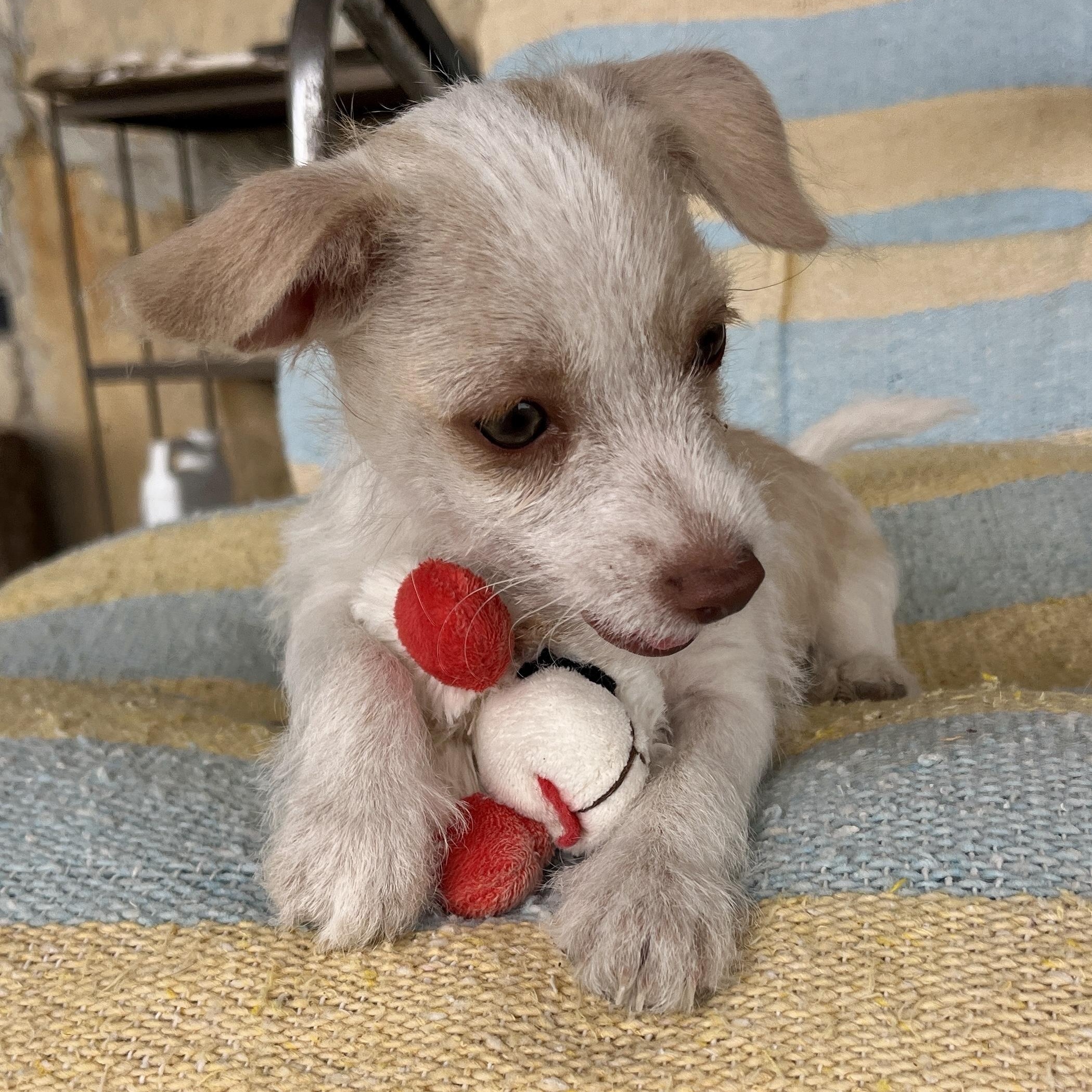 Enlarge Clover, a ADOPTABLE mixed breed in Marfa, TX image 3/6
