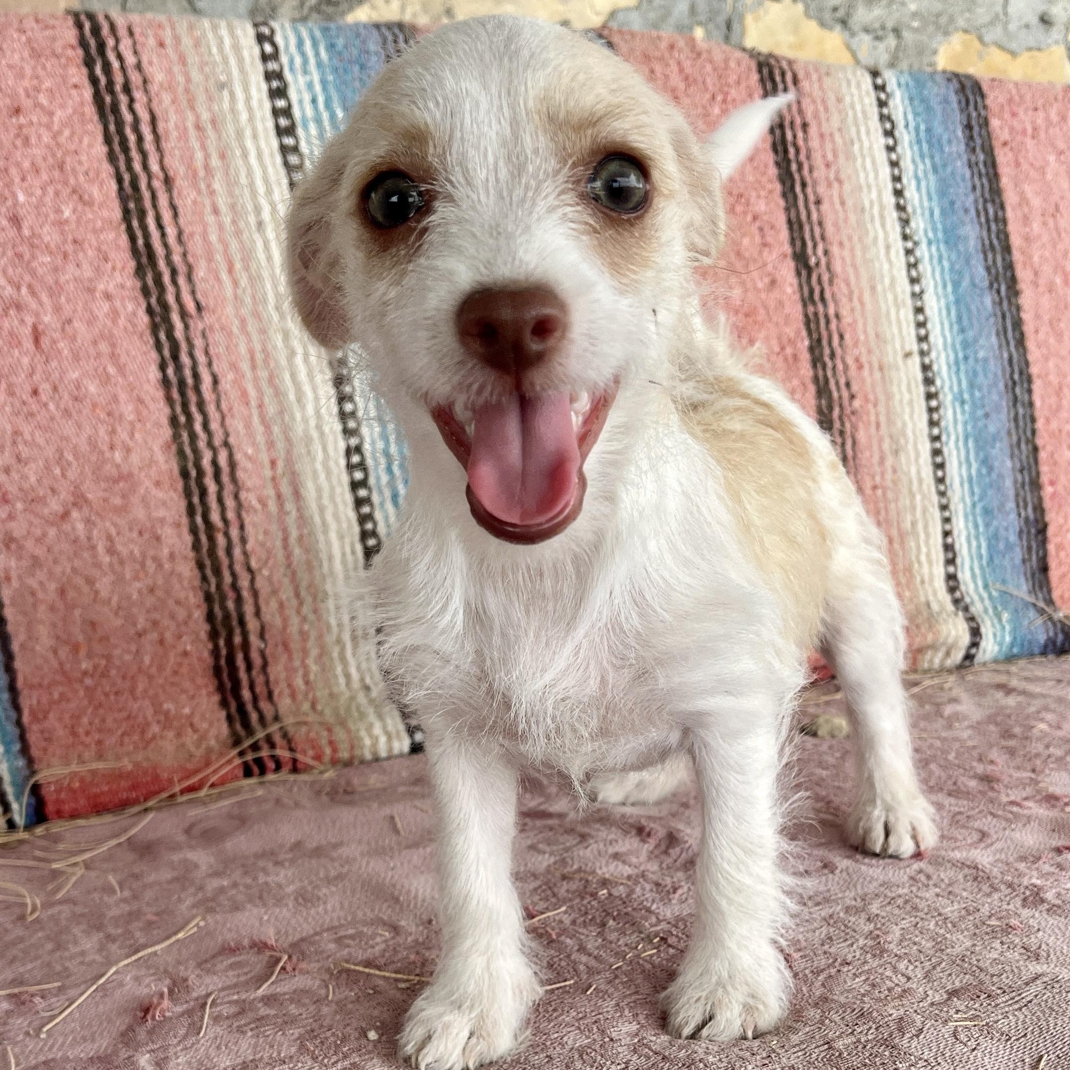 Enlarge Clover, a ADOPTABLE mixed breed in Marfa, TX image 1/6