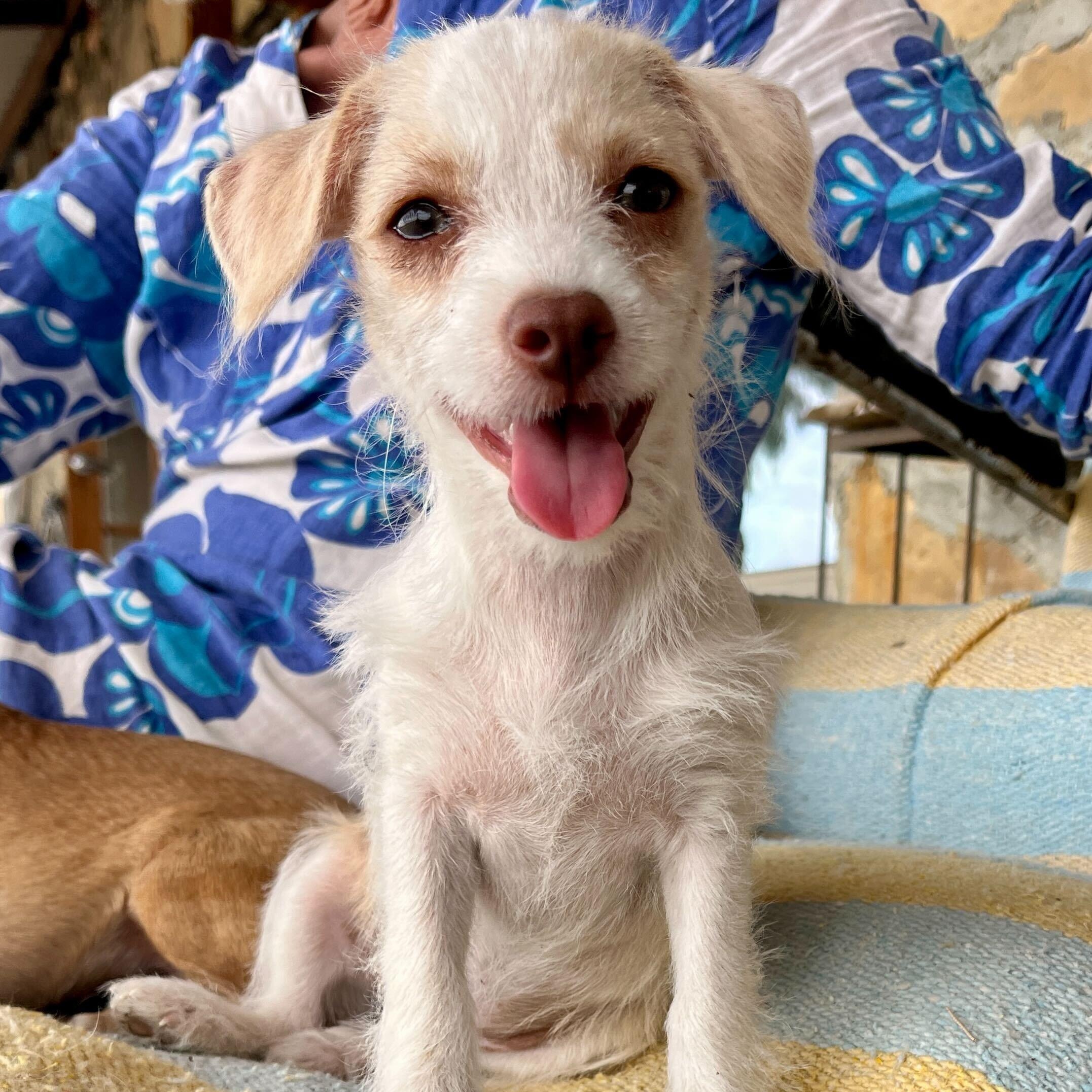 Enlarge Clover, a ADOPTABLE mixed breed in Marfa, TX image 4/6