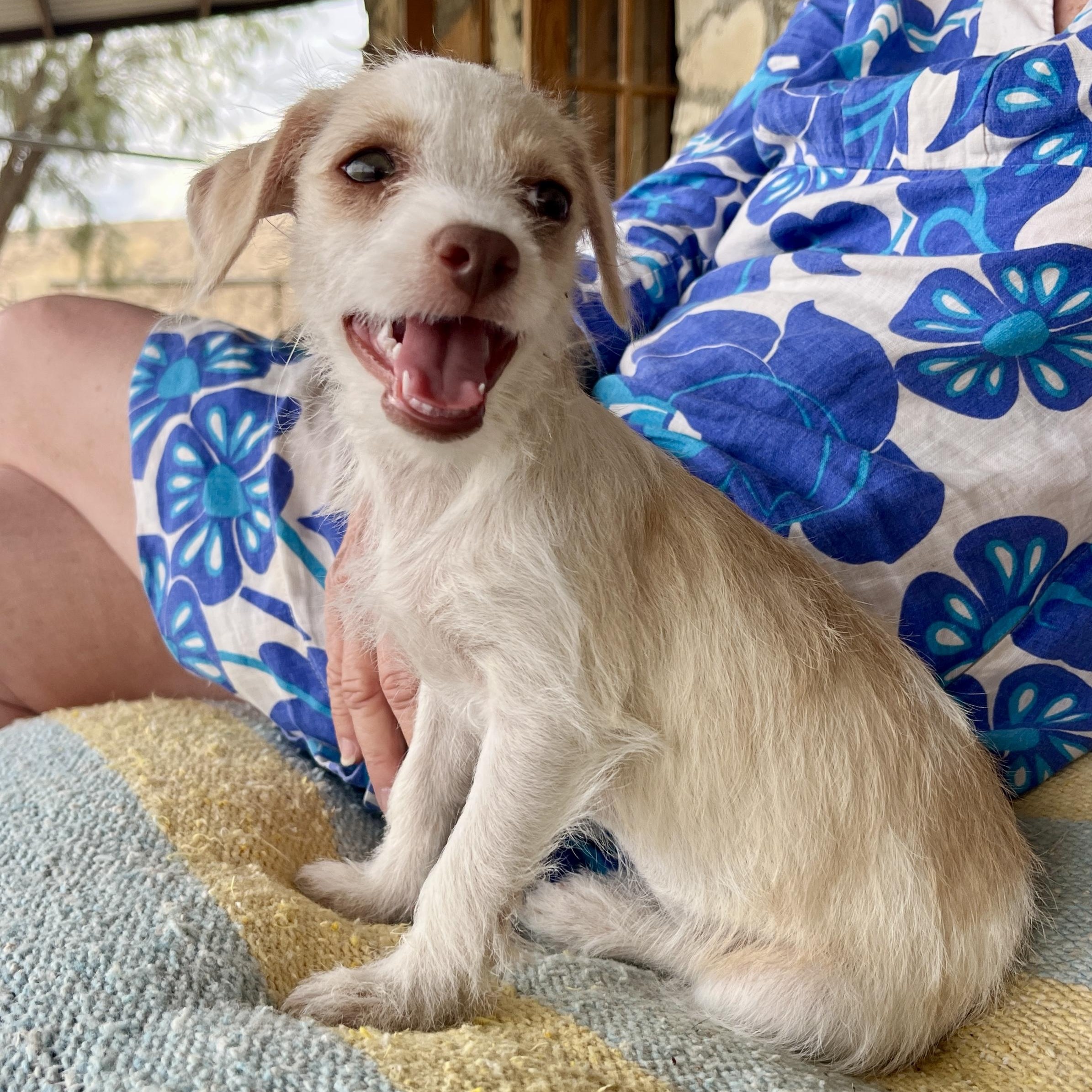 Enlarge Clover, a ADOPTABLE mixed breed in Marfa, TX image 6/6