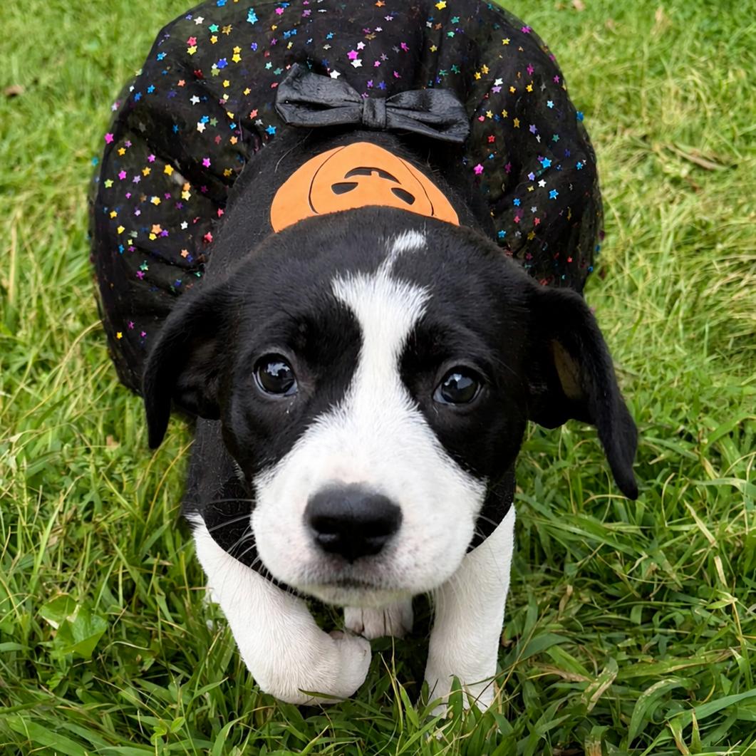 Enlarge Dot, a Adopted Pit Bull Terrier in Framingham, MA image 2/3
