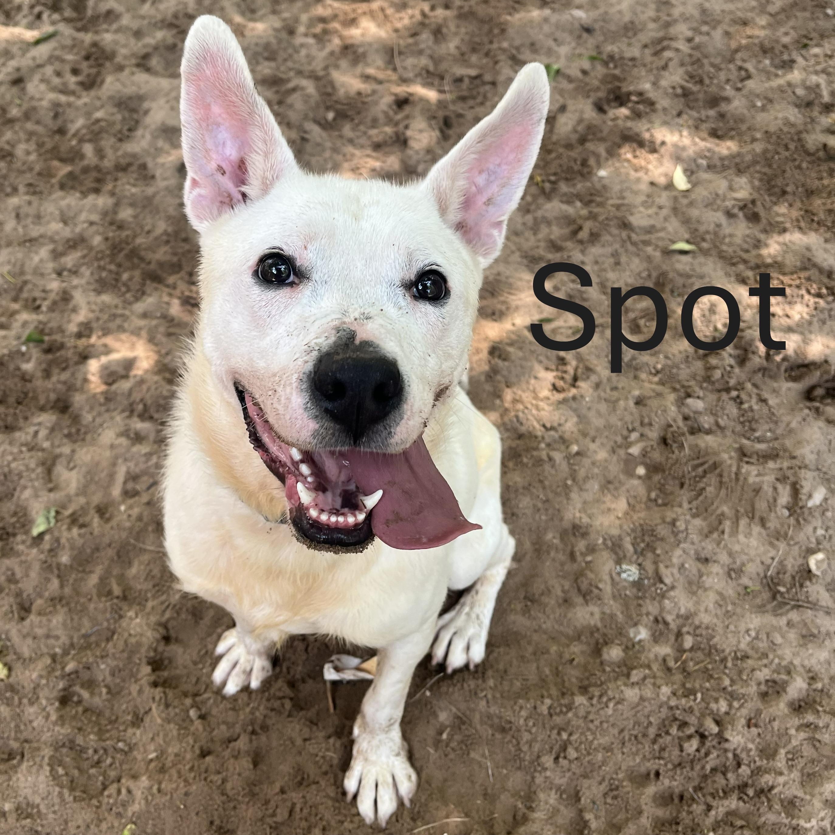 Spot, a Adoptable Mixed Breed in Manistique, MI image 1/2