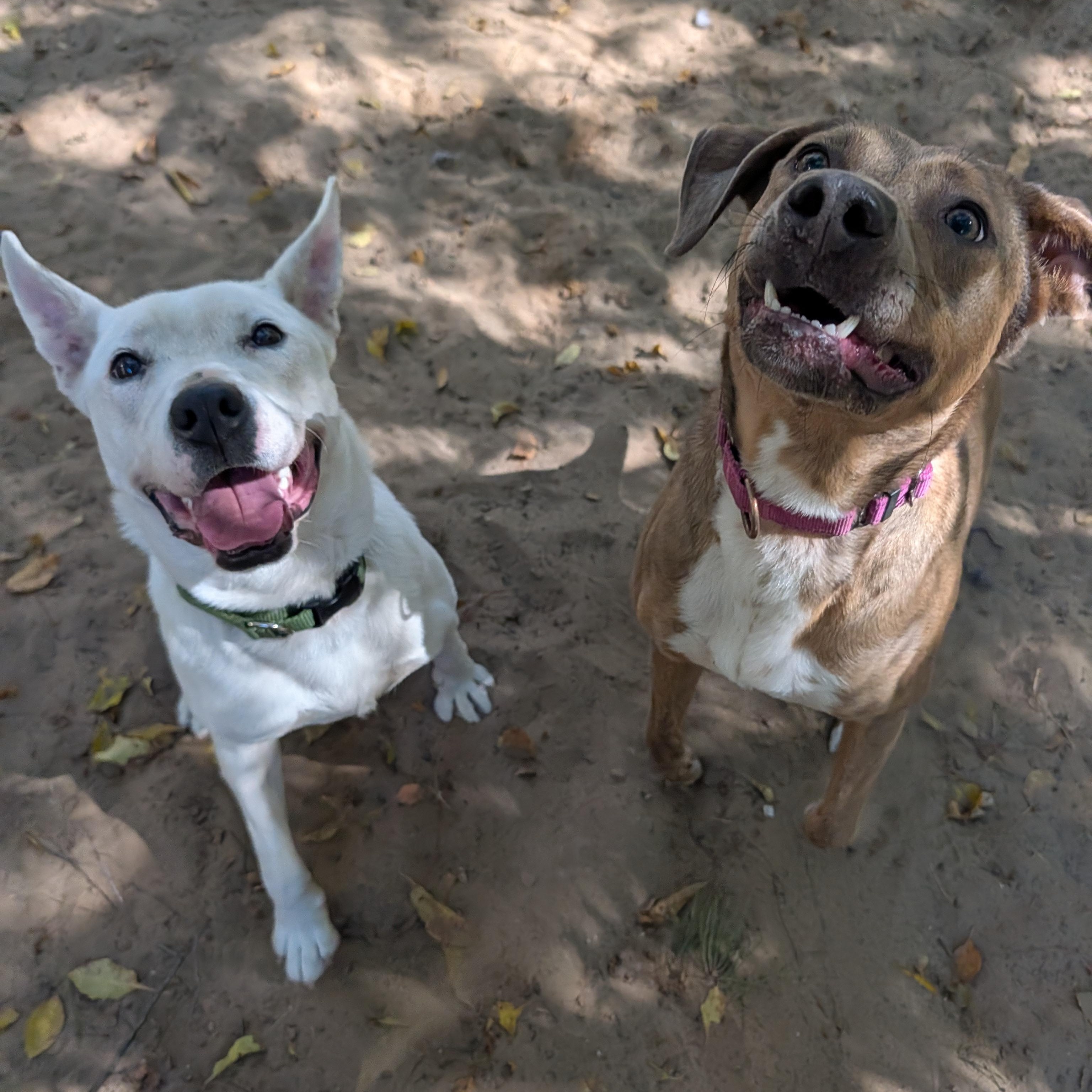 Enlarge Spot, a Adoptable Mixed Breed in Manistique, MI image 2/3