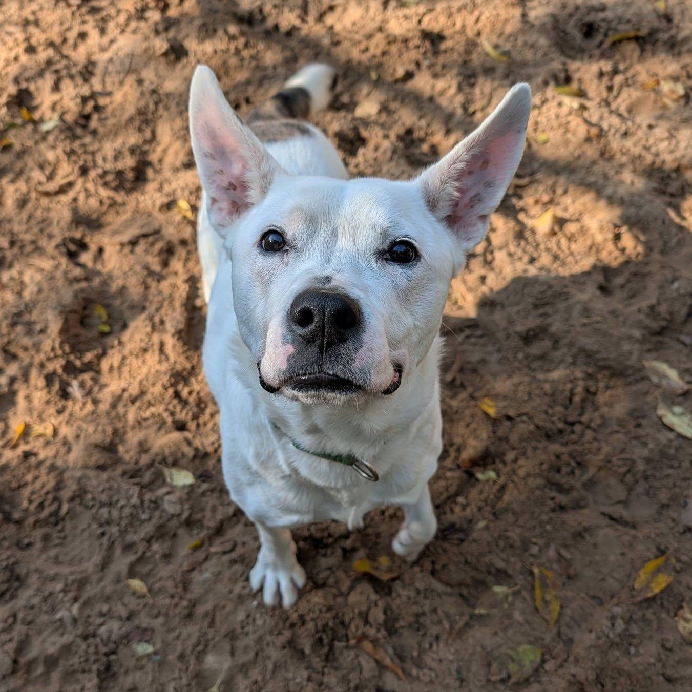 Enlarge Spot, a Adoptable Mixed Breed in Manistique, MI image 3/3