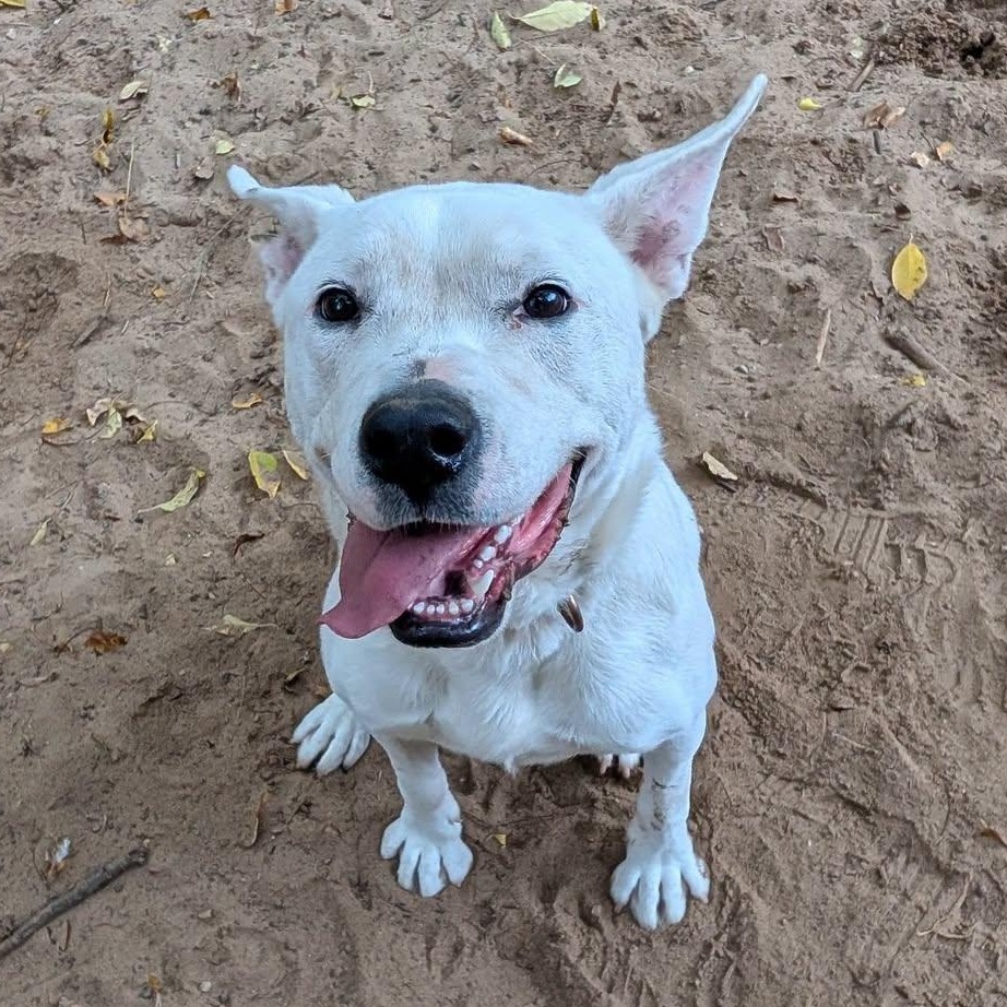 Spot, Adoptable, Young Male Mixed Breed.