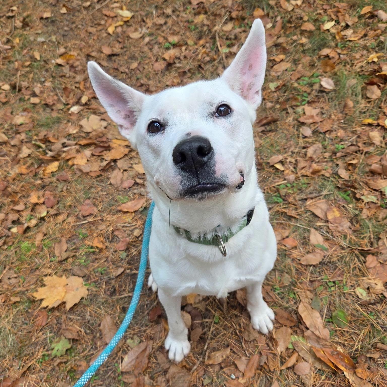 Spot, Adoptable, Young Male Mixed Breed.