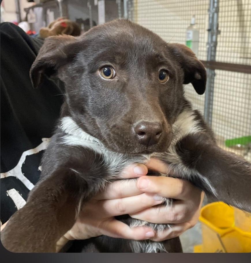 P-2 Ezra, adopted, Puppy Male Labrador Retriever.
