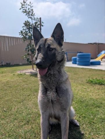 BIANCA, Adoptable, Young Female Belgian Shepherd / Malinois & Mixed Breed.