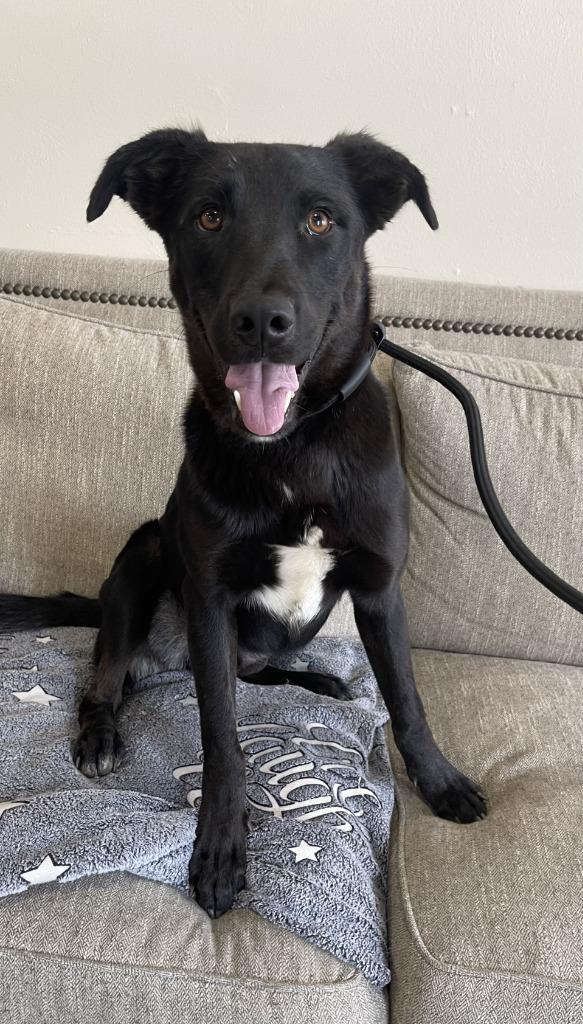 Speedy, Adoptable, Young Male Mixed Breed.