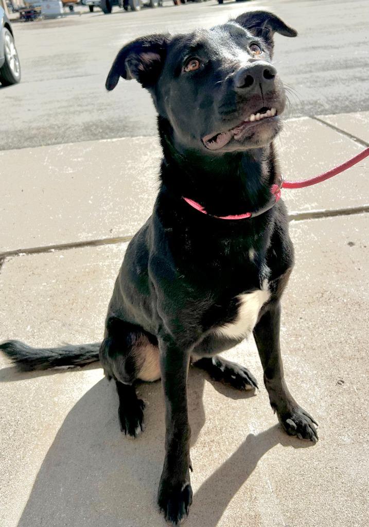 Enlarge Speedy, a Adoptable mixed breed in Thousand Oaks, CA image 1/1