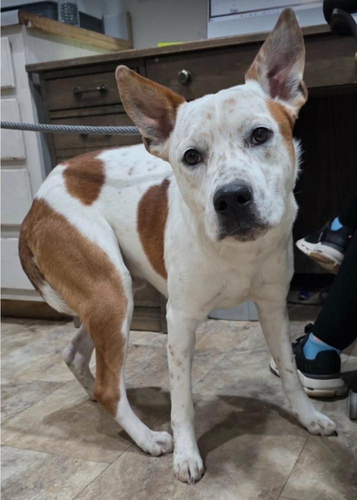 Ace, Adoptable, Adult Male Australian Cattle Dog / Blue Heeler.