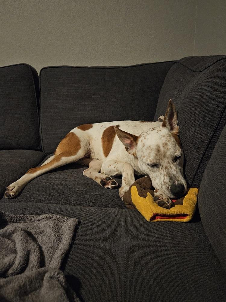 Ace, a Adoptable mixed breed in Sedalia, CO image 6/6