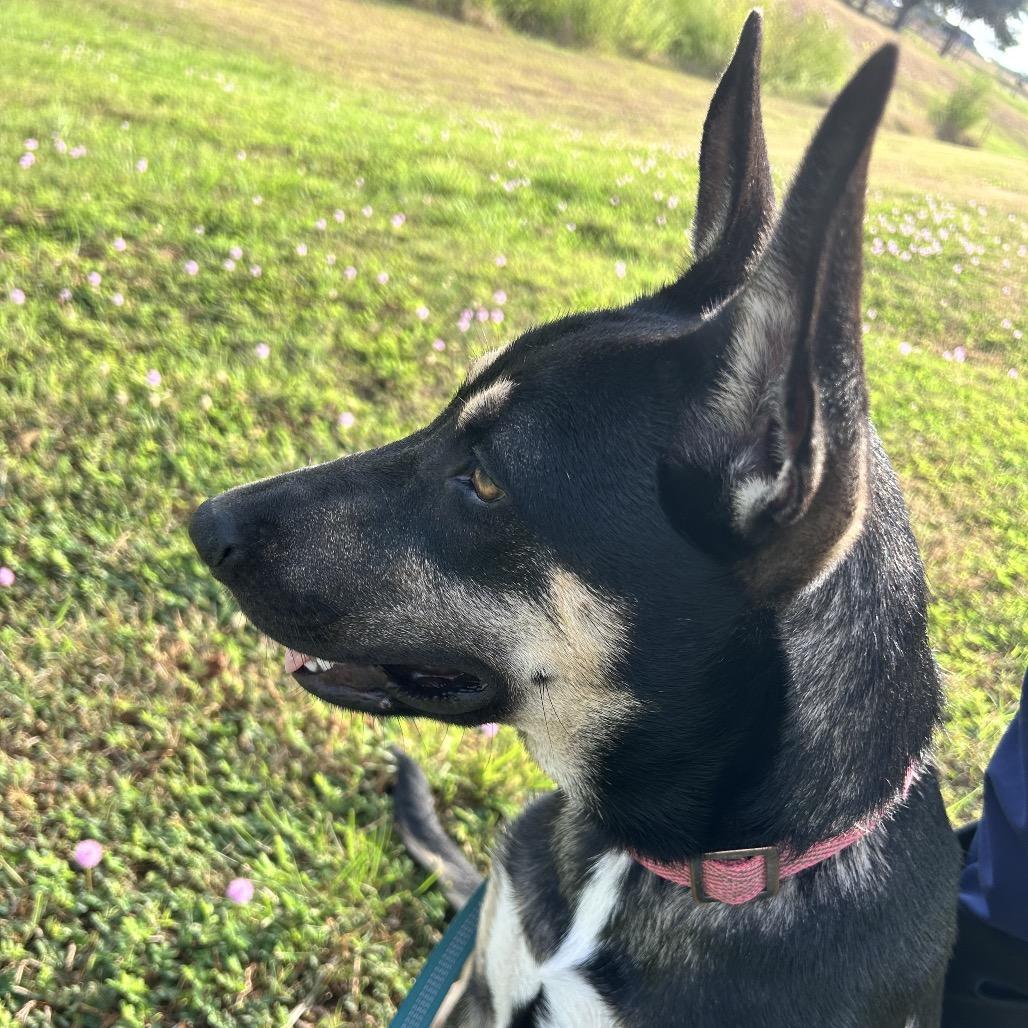 Dorito, Adoptable, Young Female German Shepherd Dog & Mixed Breed.