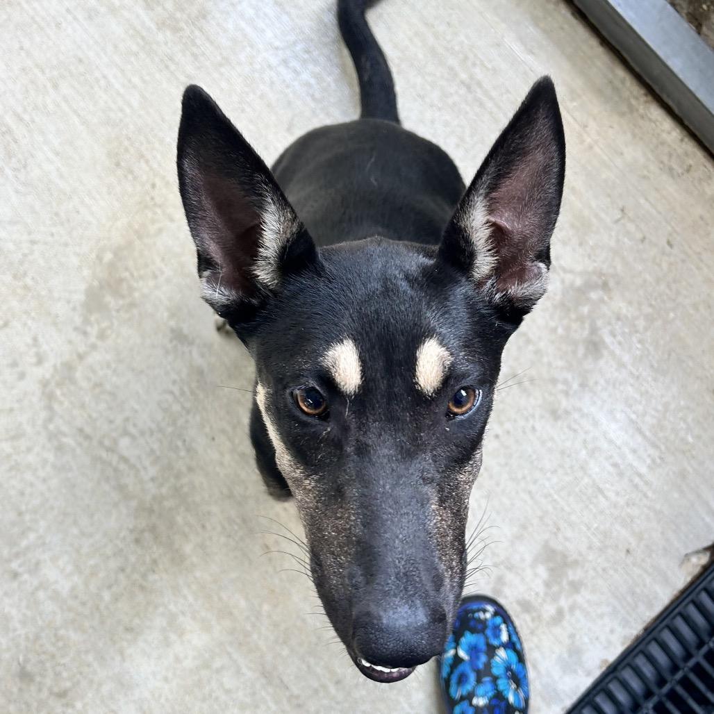 Enlarge Dorito, a Adoptable mixed breed in Floresville, TX image 2/3