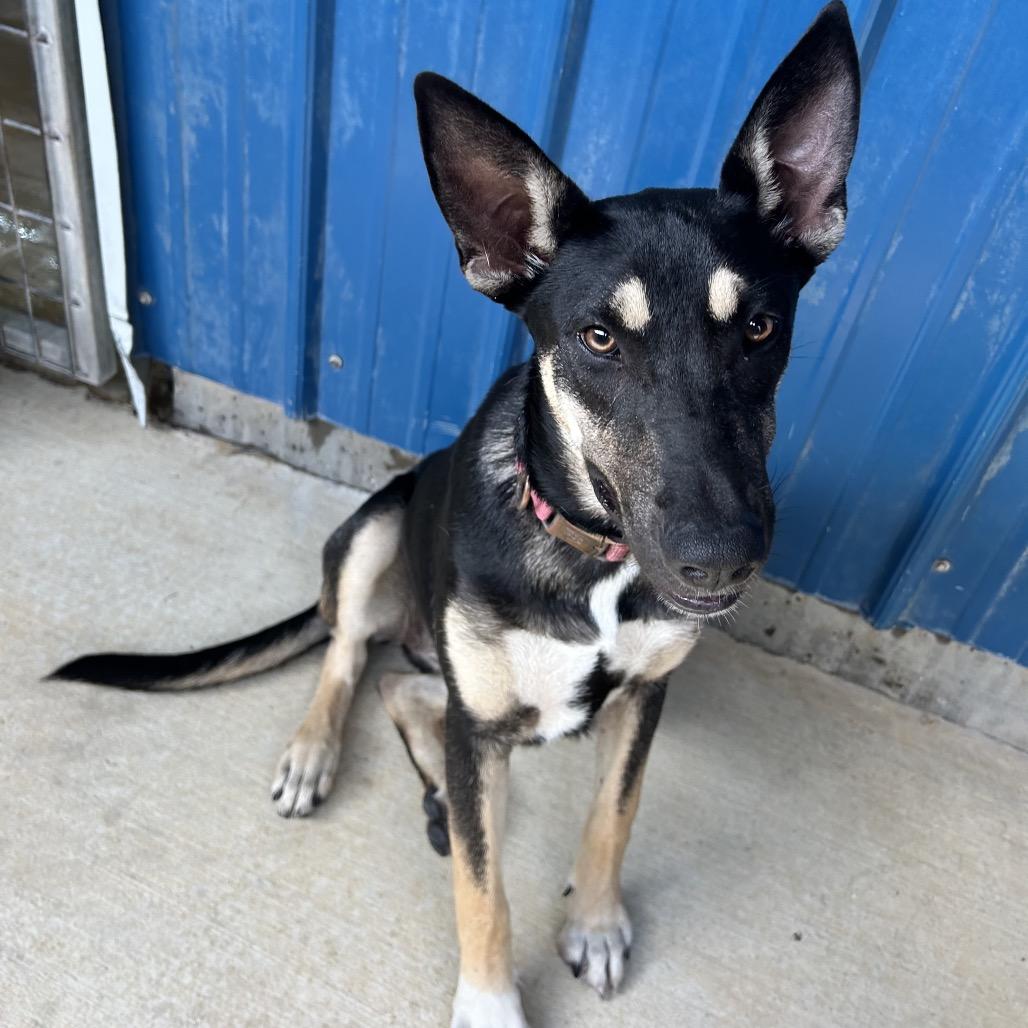 Enlarge Dorito, a Adoptable mixed breed in Floresville, TX image 3/3