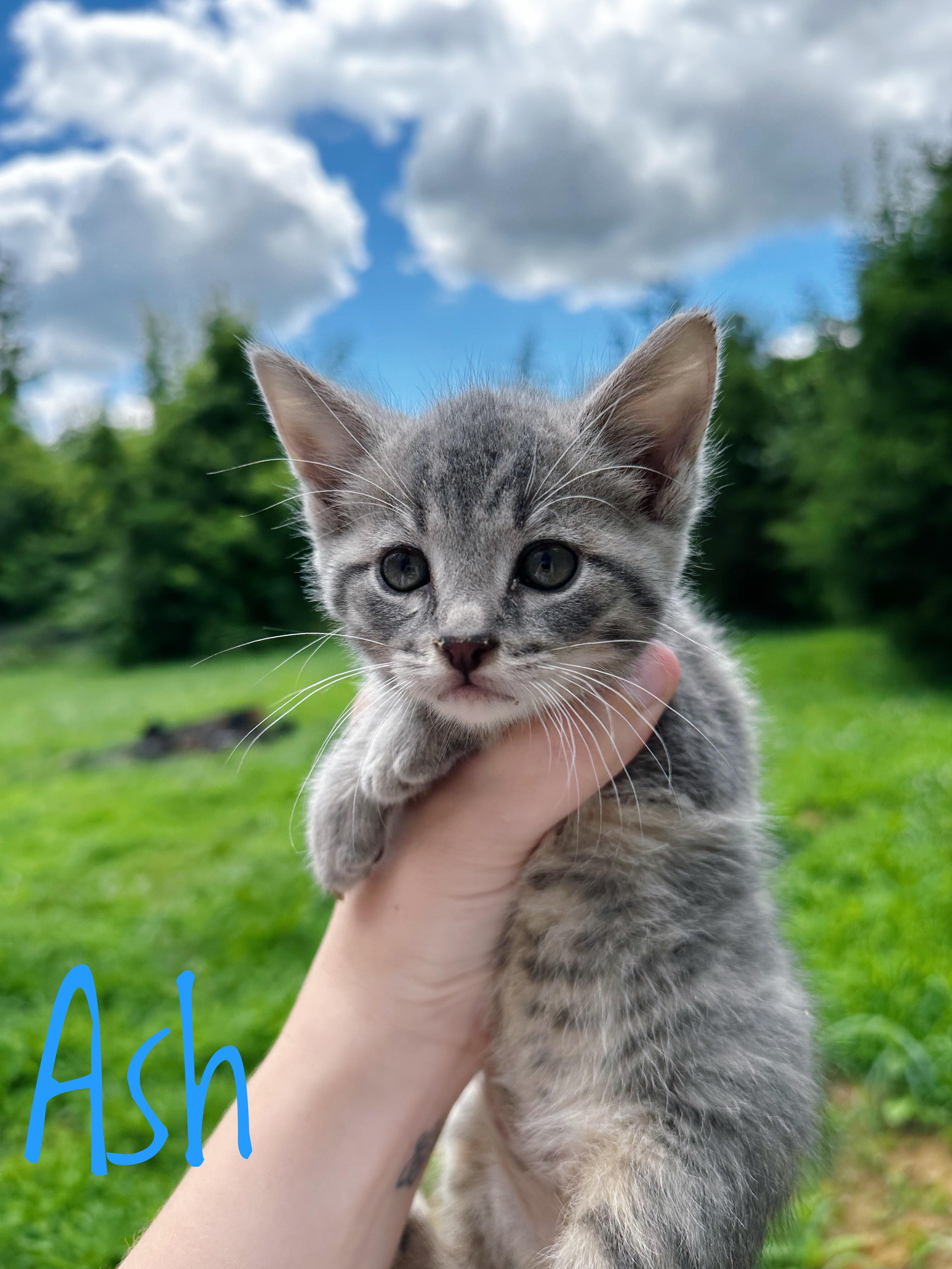 Enlarge Ash, a Adoptable Domestic Short Hair in Bethel, OH image 1/1