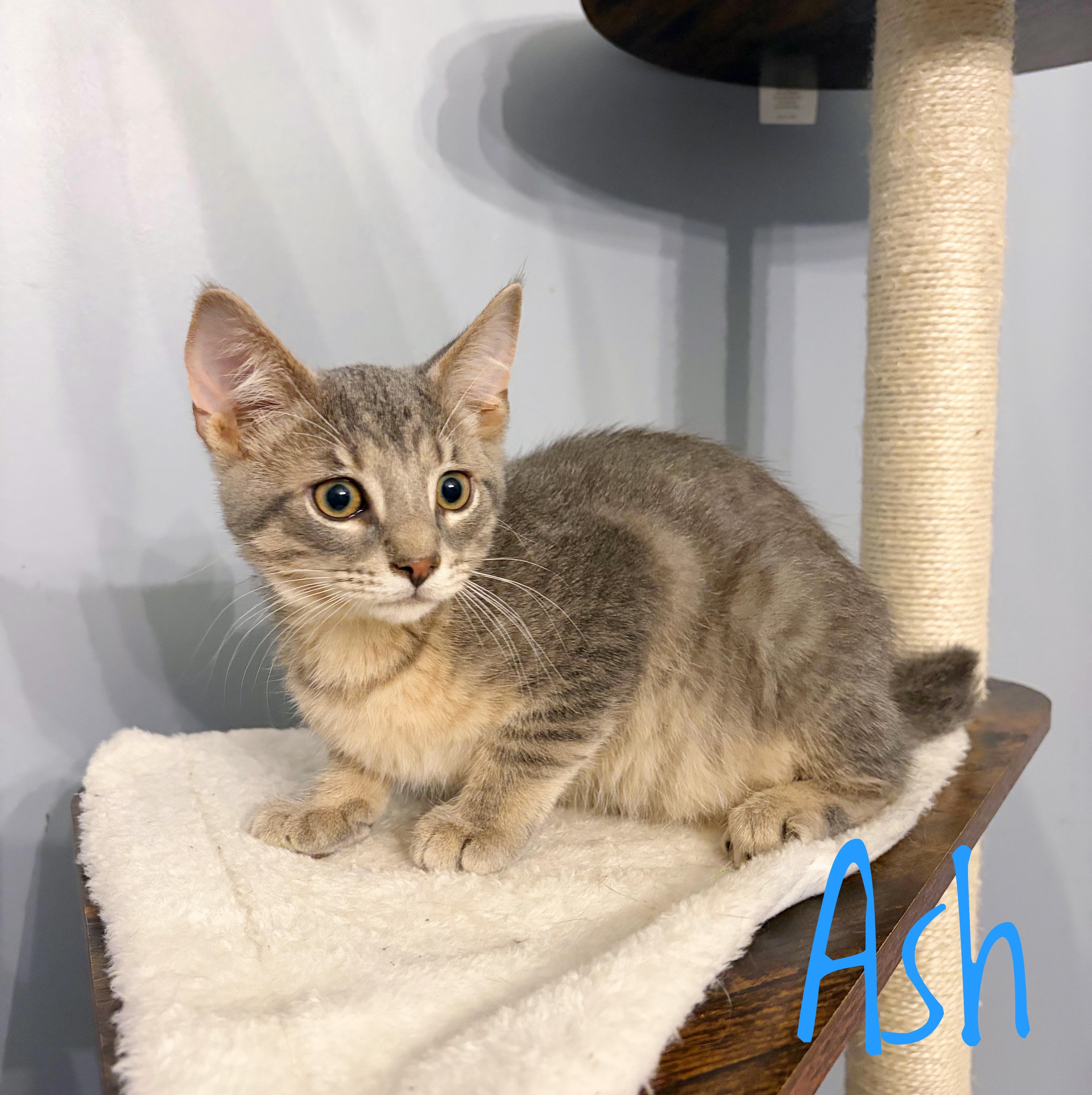 Enlarge Ash, a Adoptable Domestic Short Hair in Bethel, OH image 1/2
