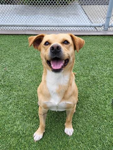 Enlarge TOBY, a Adoptable mixed breed in Lathrop, CA image 1/1
